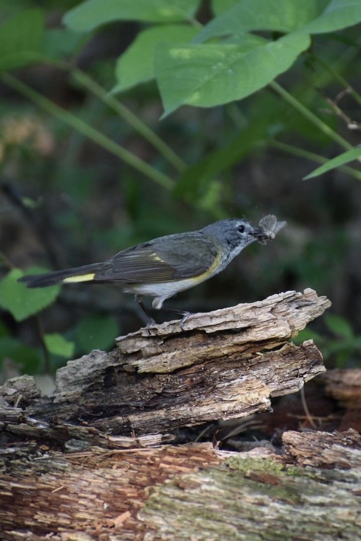 American Redstart - ML597790711