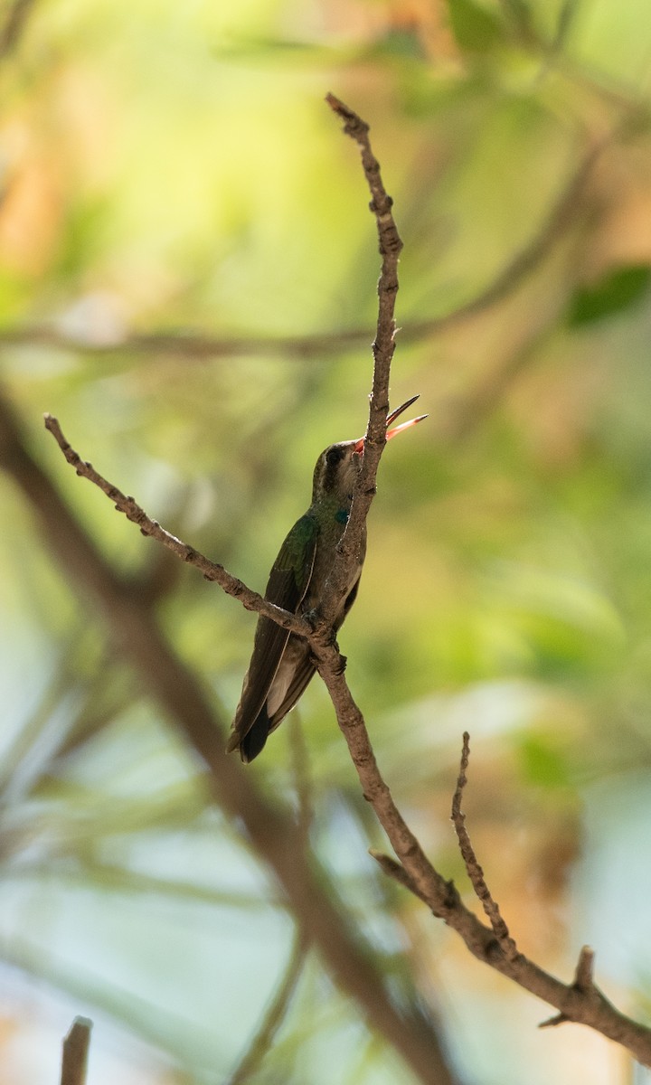 Broad-billed Hummingbird - ML597792751