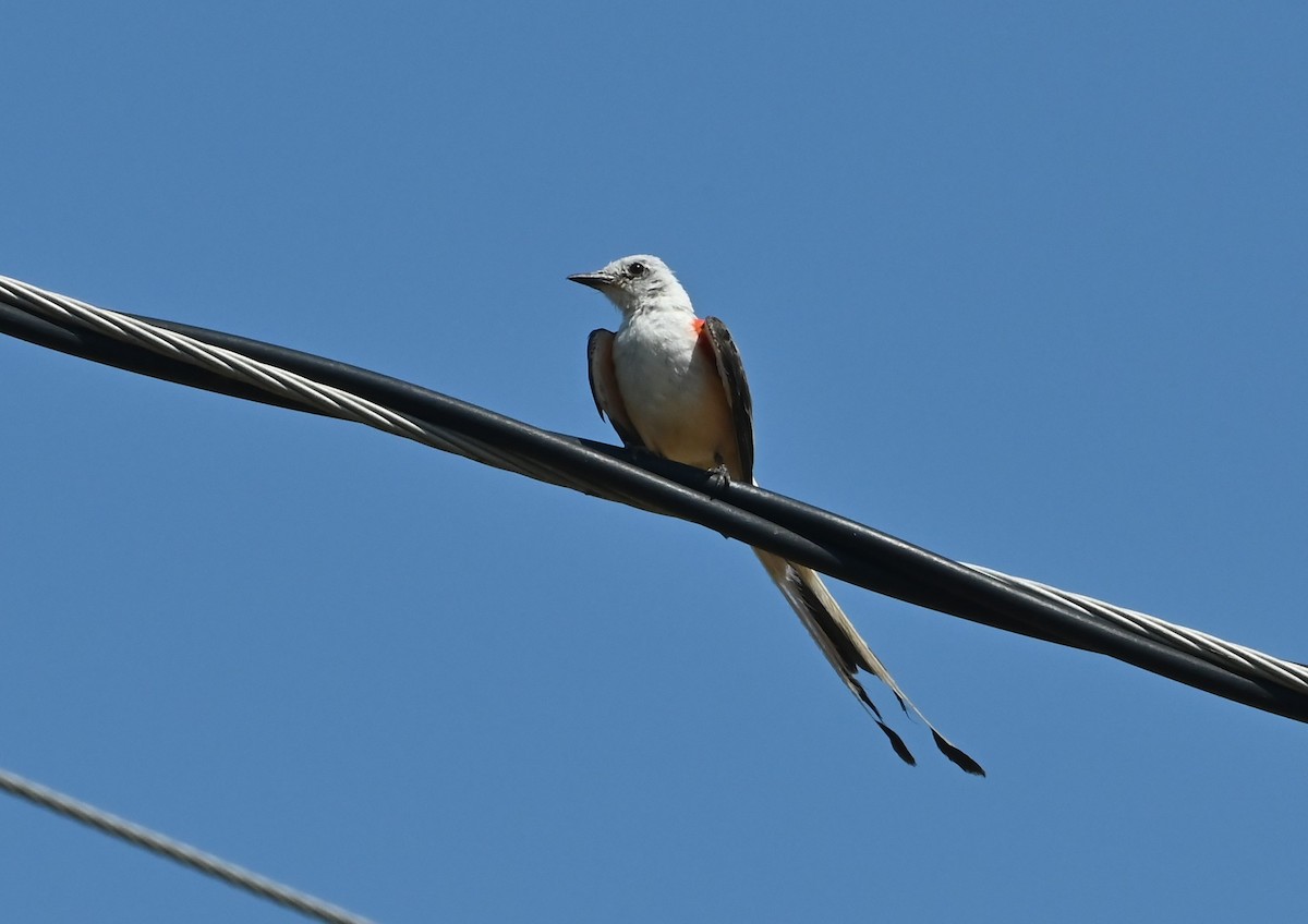 Scissor-tailed Flycatcher - ML597792991