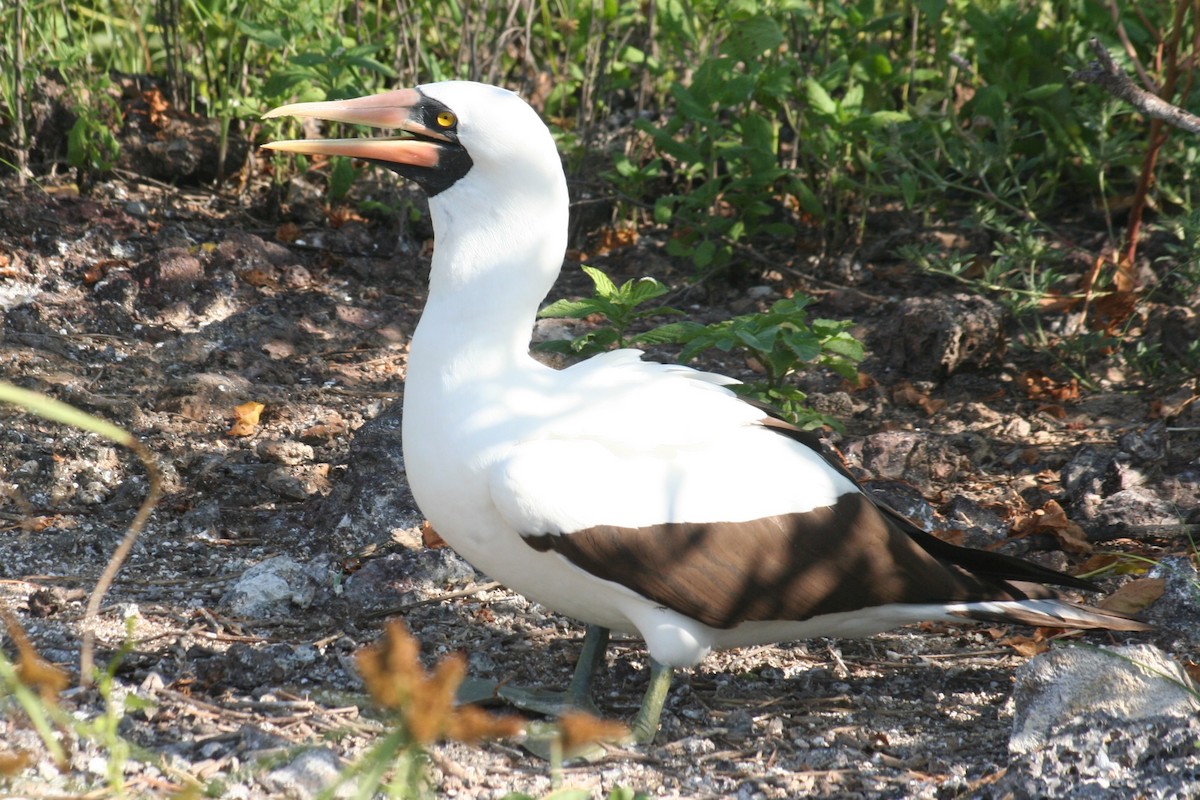 Nazca Booby - ML597793911