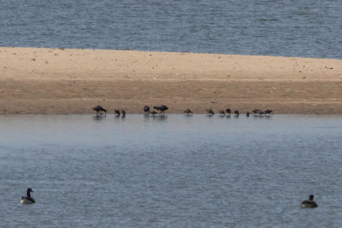 Long-billed Dowitcher - ML597794771