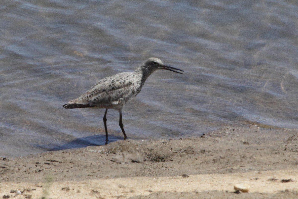 Willet - ML597794791