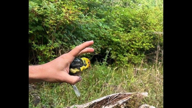 Western Tanager - ML597794991