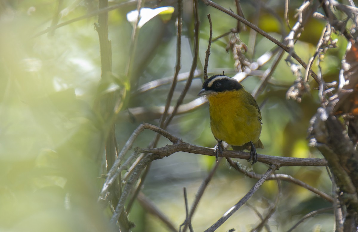 Black-capped Hemispingus - ML597795141