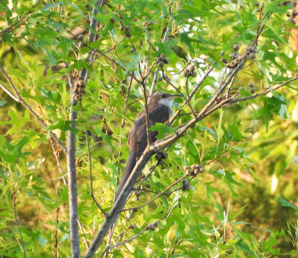 Yellow-billed Cuckoo - ML597796231