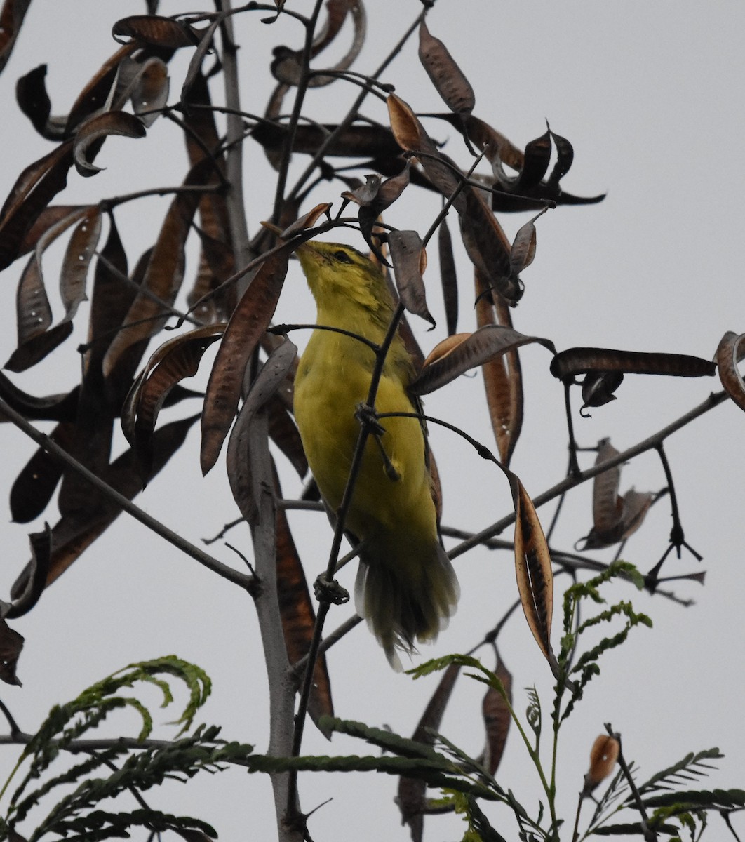 Northern Marquesan Reed Warbler - ML597796291