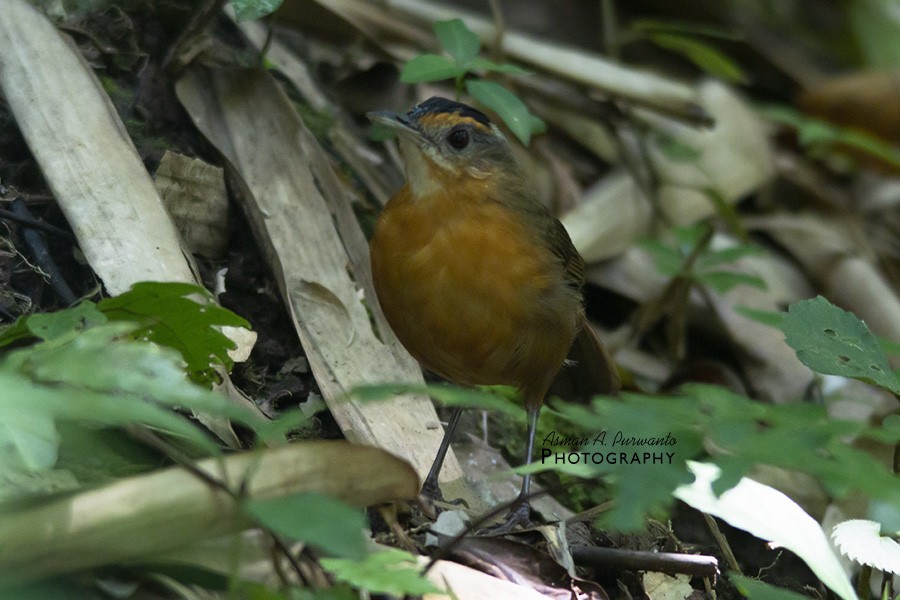 Javan Black-capped Babbler - ML597797381