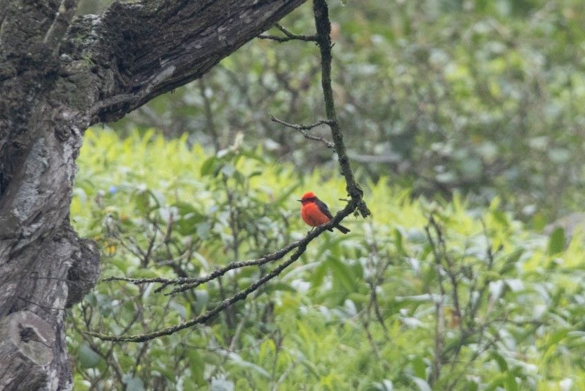 Vermilion Flycatcher - ML597797651