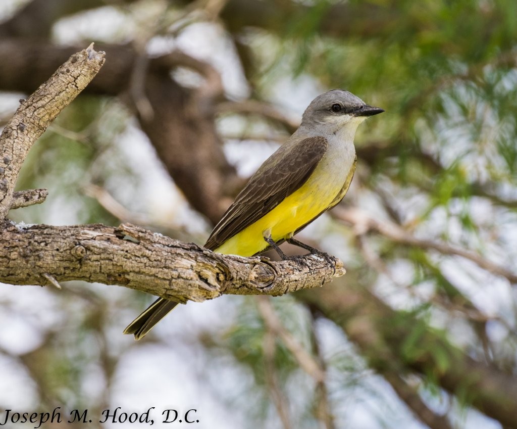 Western Kingbird - ML59779881