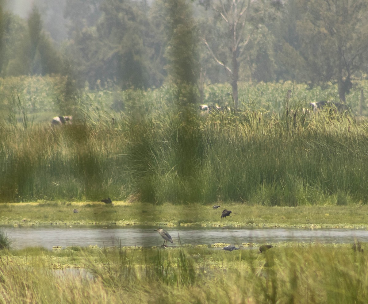 Little Blue Heron - ML597798901