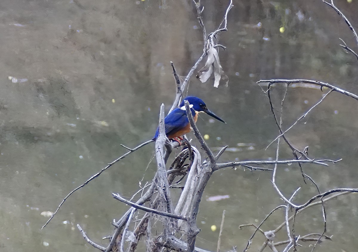 Azure Kingfisher - ML597799161