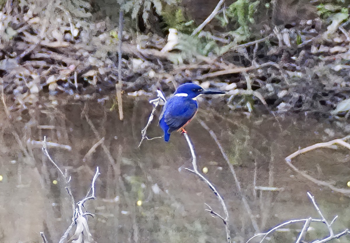 Azure Kingfisher - ML597799171