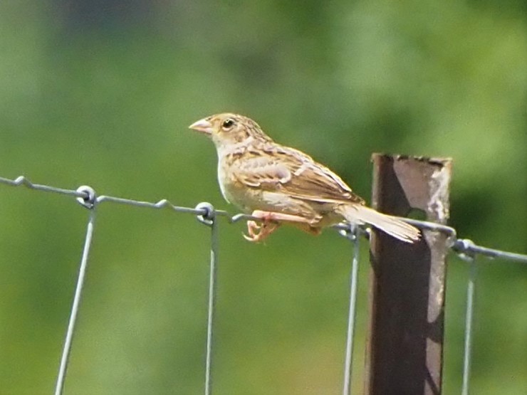 Grasshopper Sparrow - ML597799871