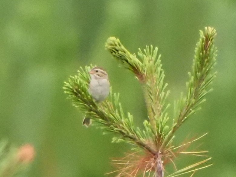 Clay-colored Sparrow - ML597799901