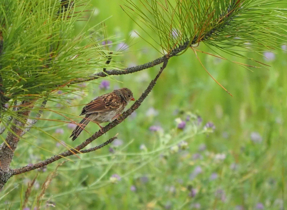 Field Sparrow - ML597799921