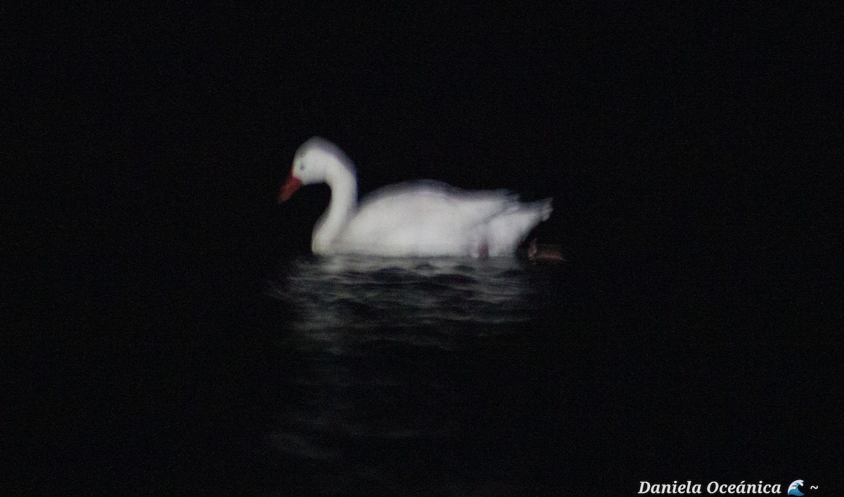 Coscoroba Swan - ML597801301