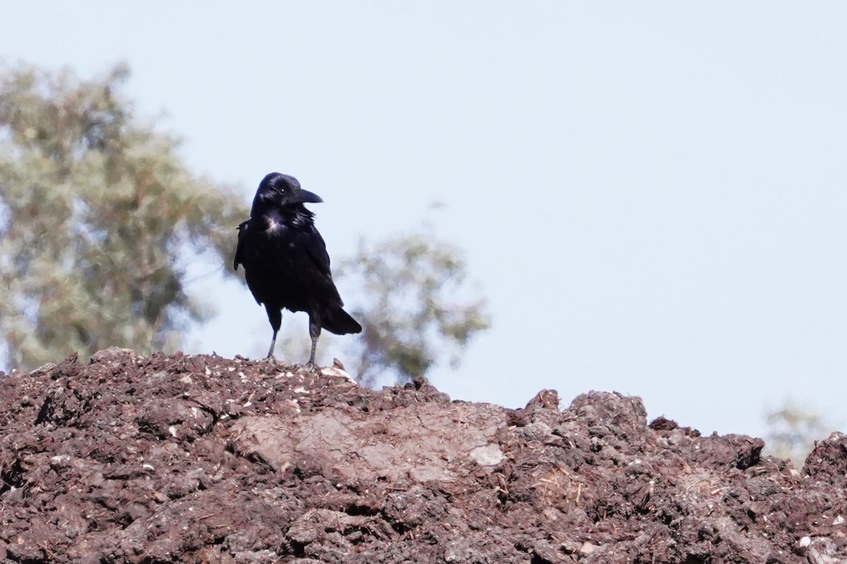 Corbeau du désert - ML597801791