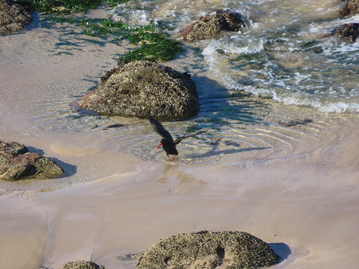 Sooty Oystercatcher - ML597801831