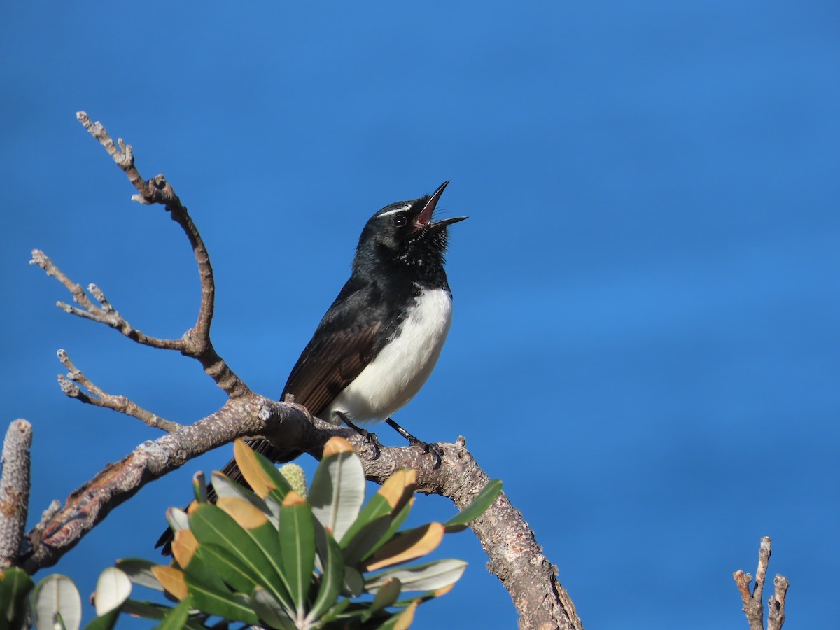 Willie-wagtail - ML597801881