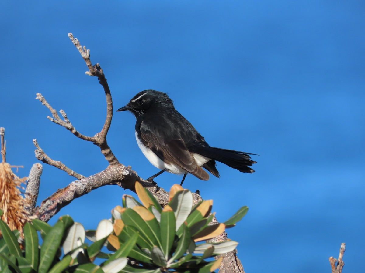 Willie-wagtail - ML597801891