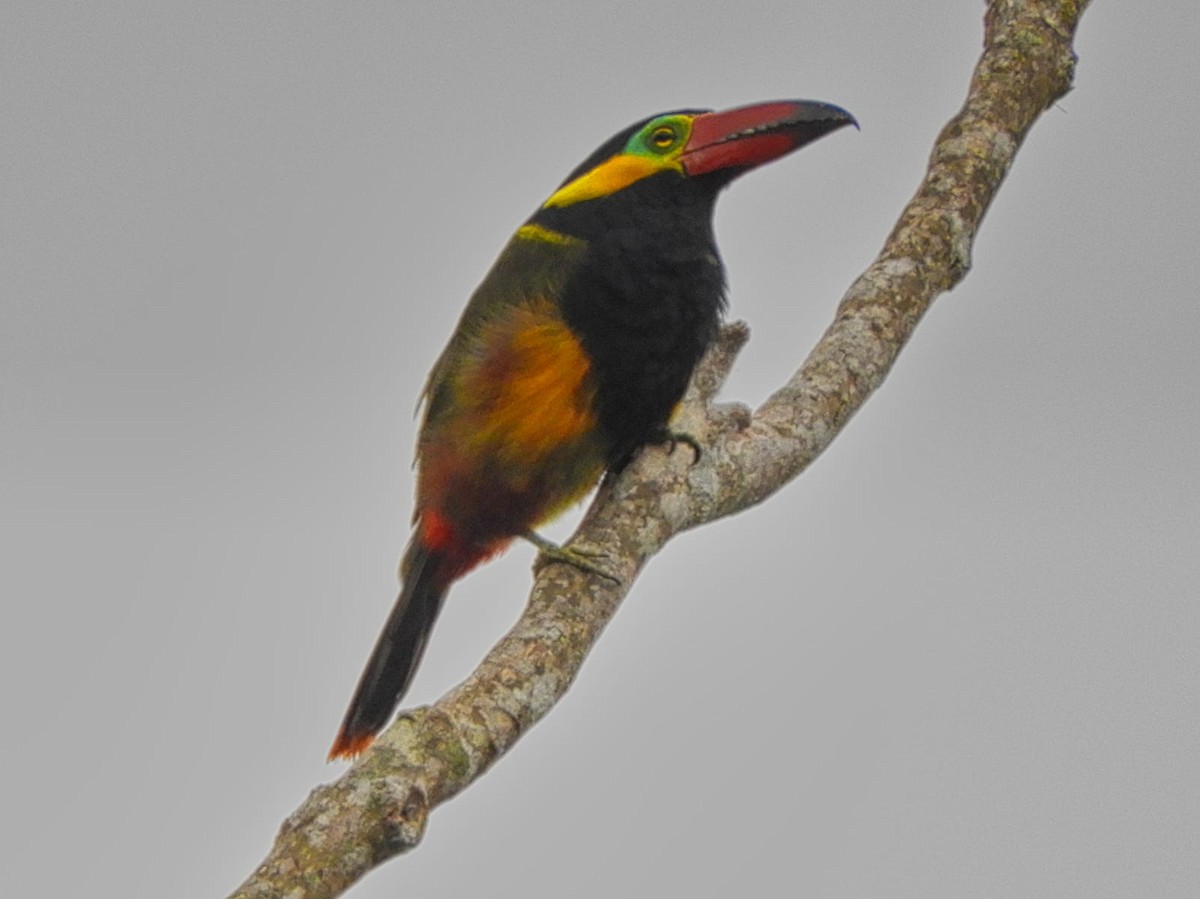 Тукан перуанський - ML597801961