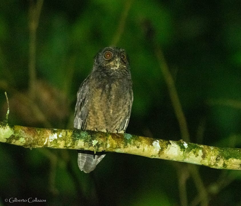 Сплюшка амазонійська - ML597802041