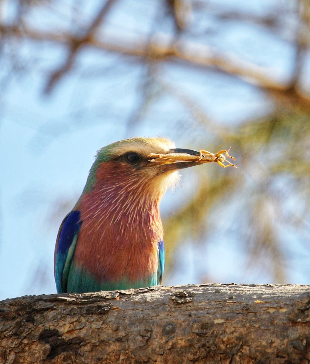 Lilac-breasted Roller - ML597803111