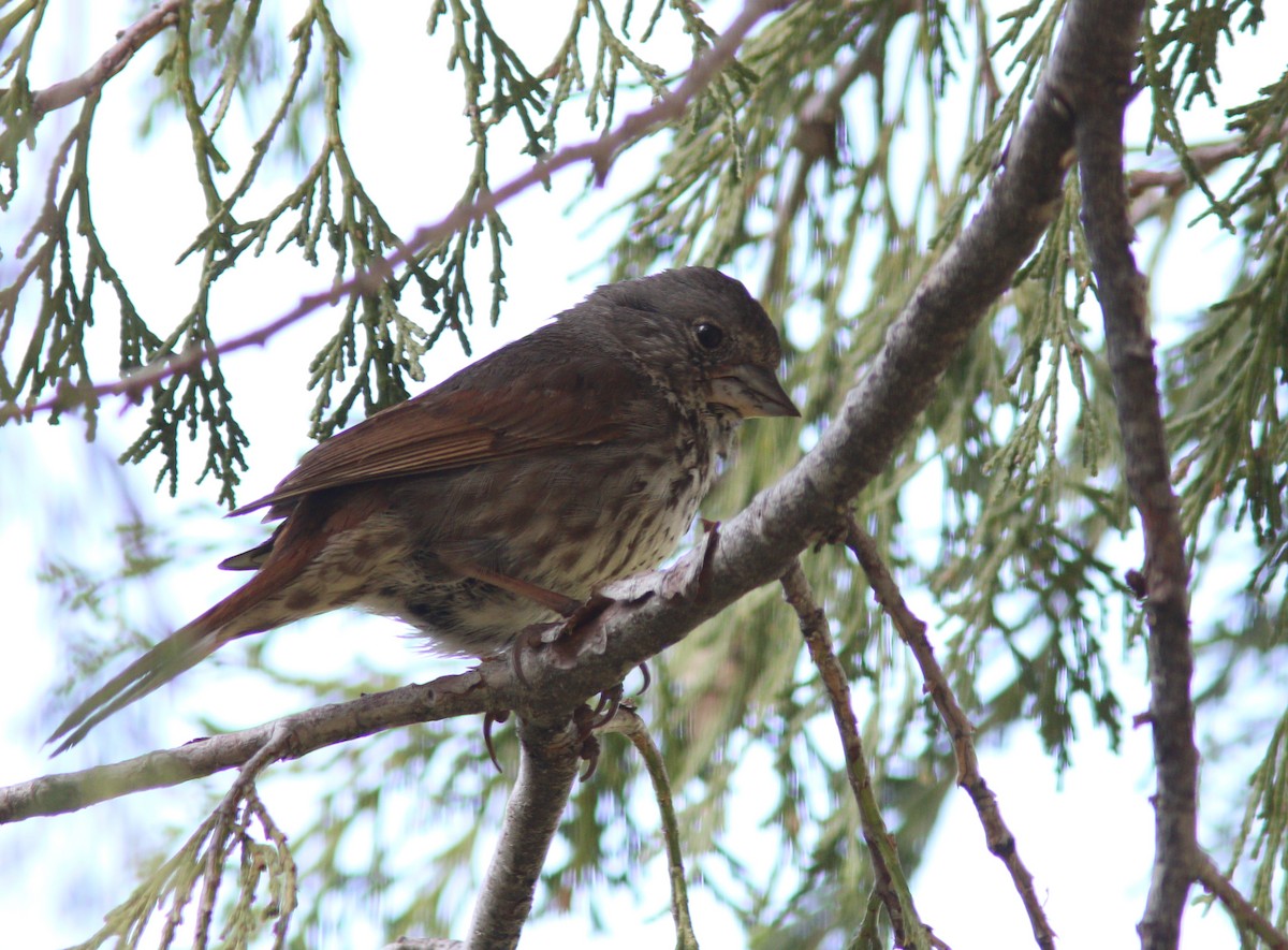 Fox Sparrow (Thick-billed) - Aaron  Brees