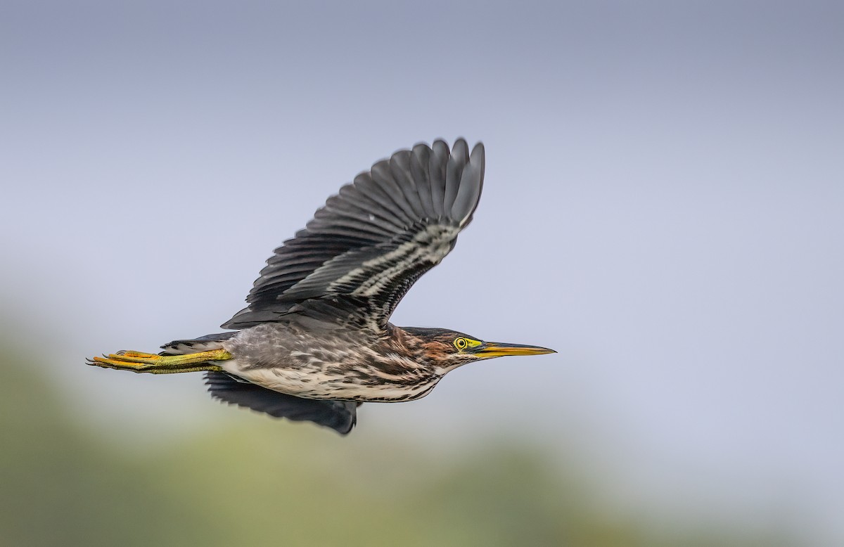 Green Heron - Harvey Fielder