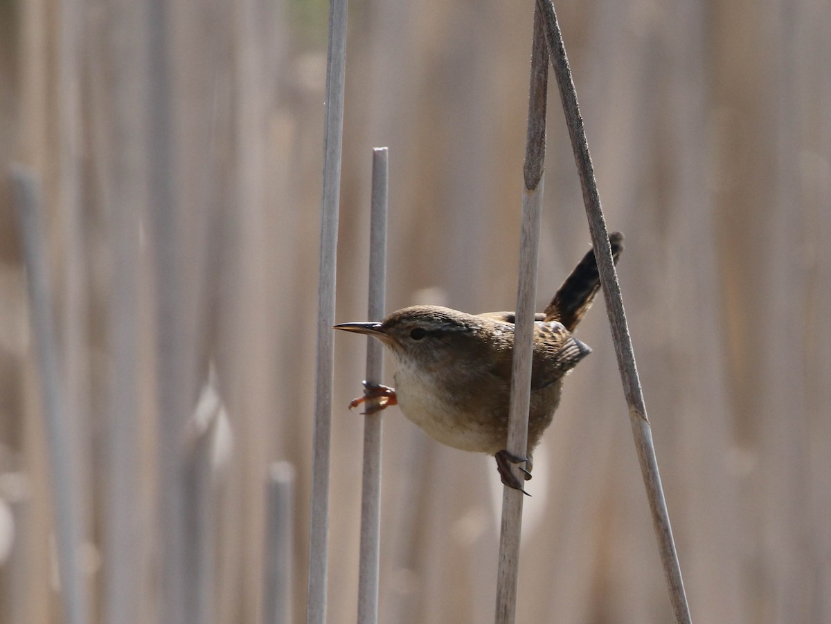 Marsh Wren - ML597806941