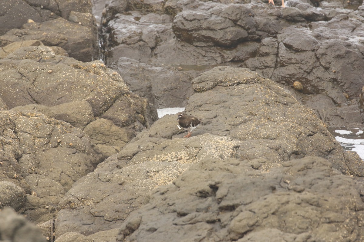 Black Turnstone - ML597807231