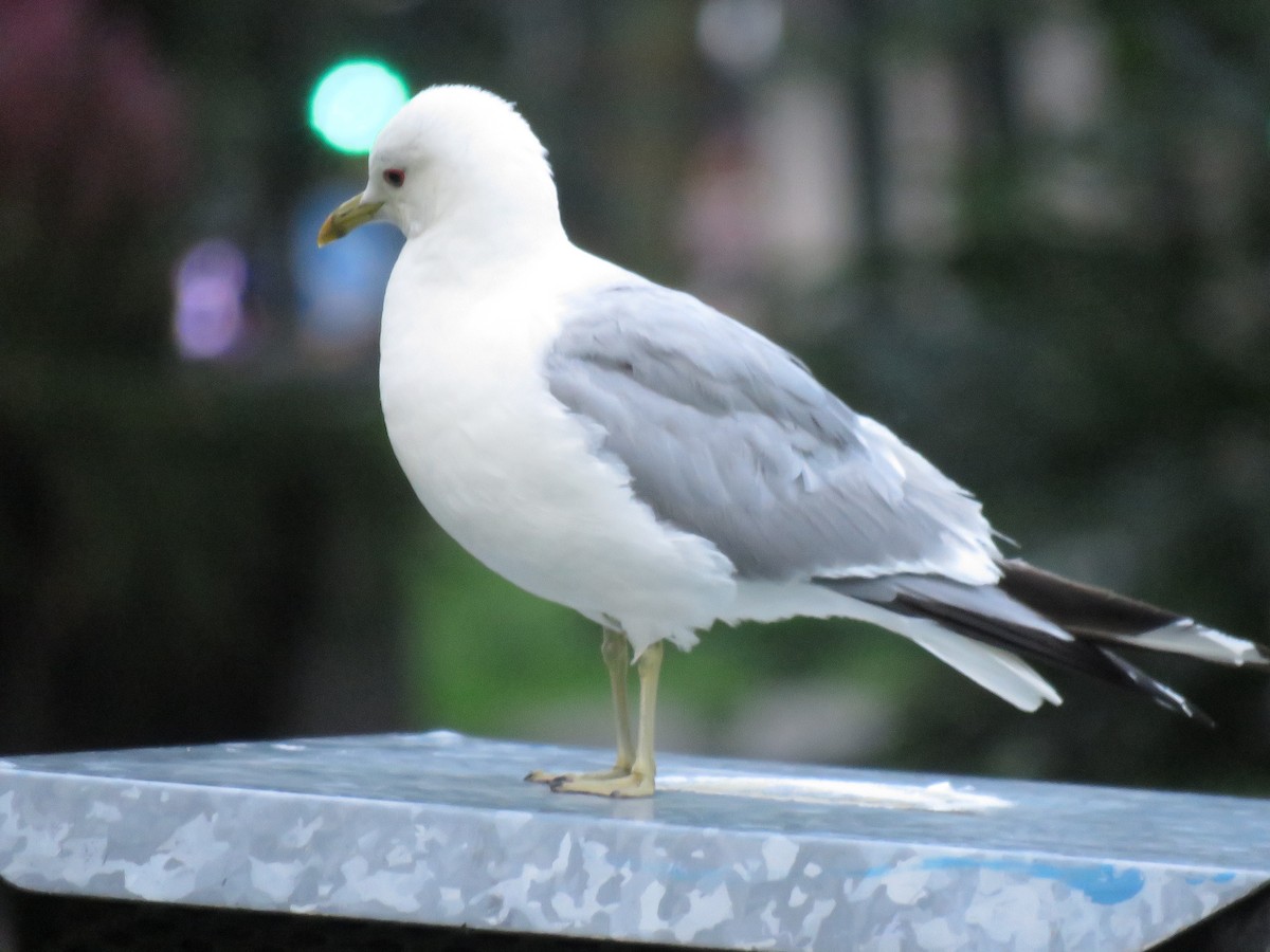 Үүлэн цахлай - ML597807691