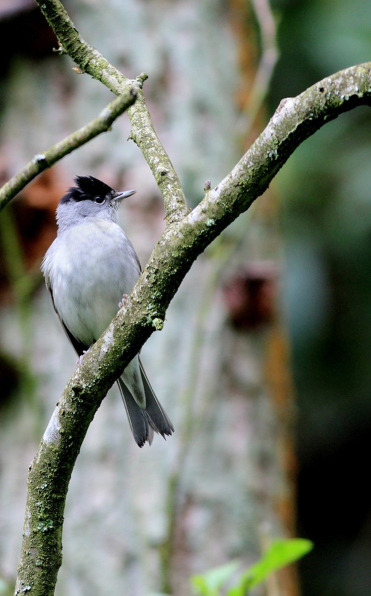 Eurasian Blackcap - ML59780821