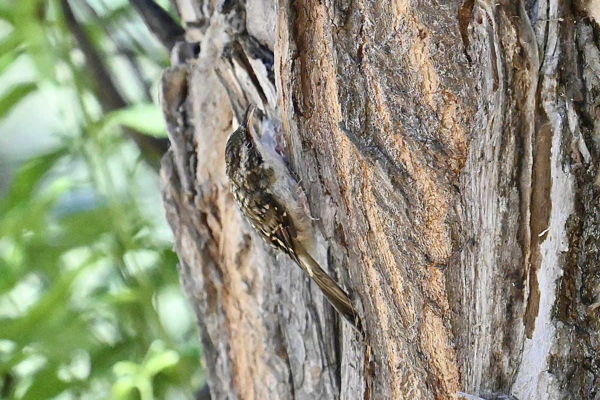 Eurasian Treecreeper - ML597808211