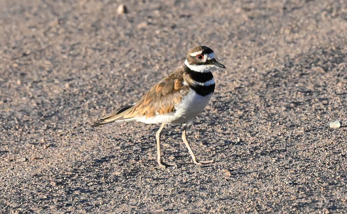 Killdeer - ML597809221