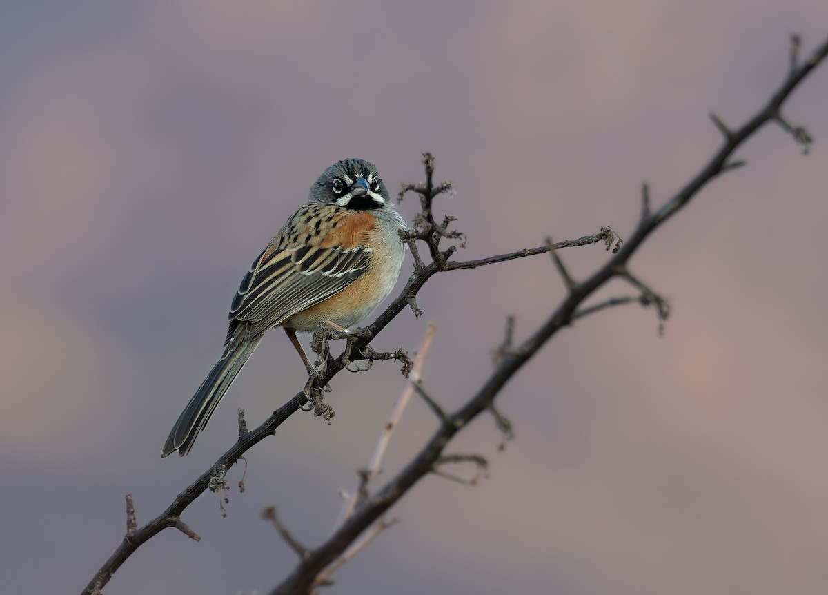 Bridled Sparrow - ML597809401