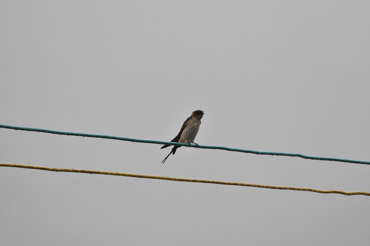 Red-rumped Swallow - ML597810291