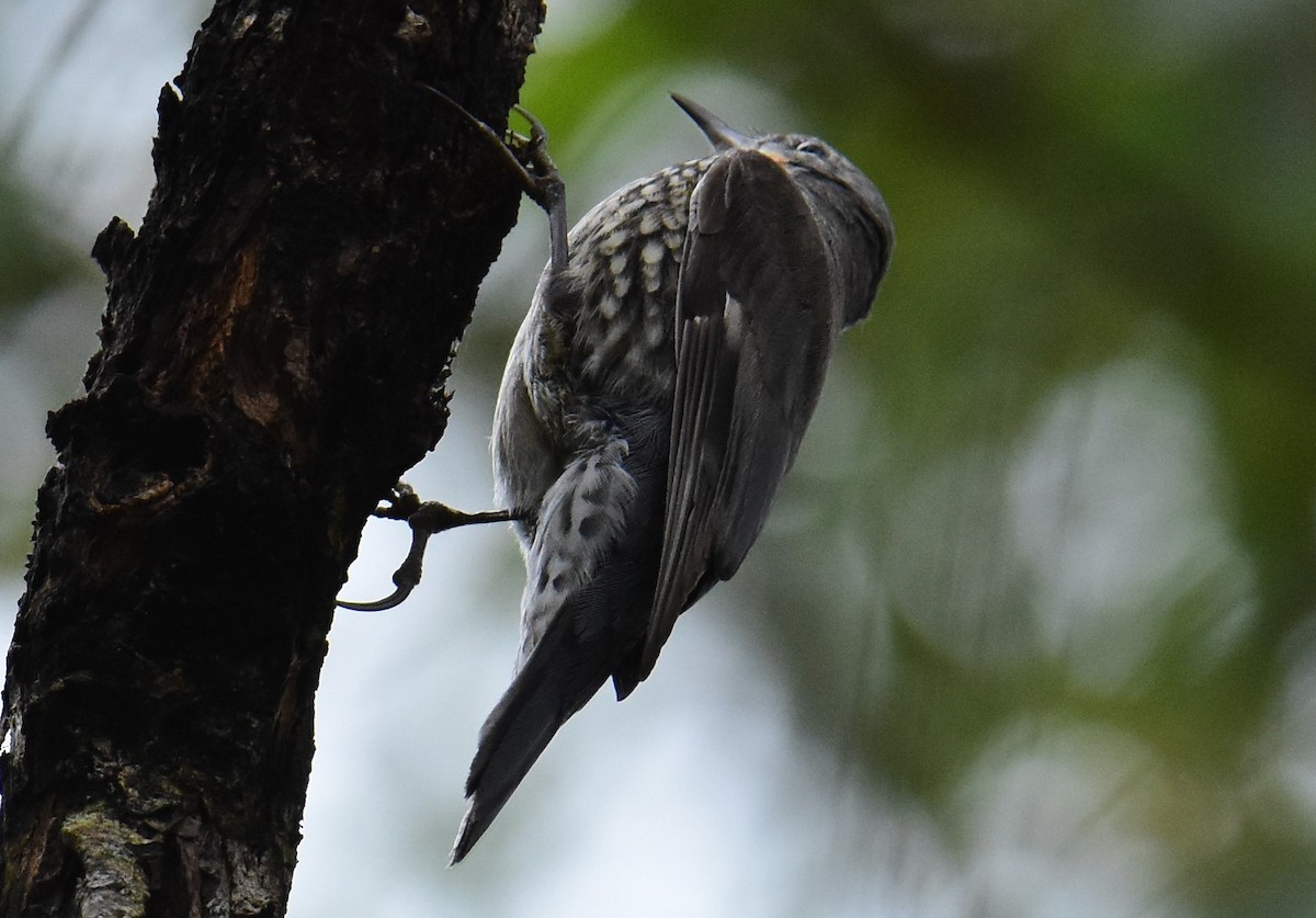 White-throated Treecreeper - ML597810531