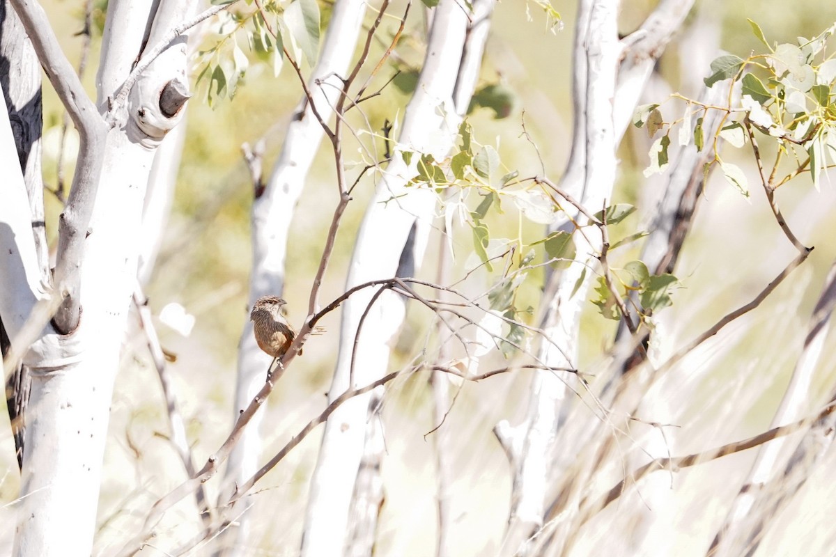 Kalkadoon Grasswren - Trevor Ross