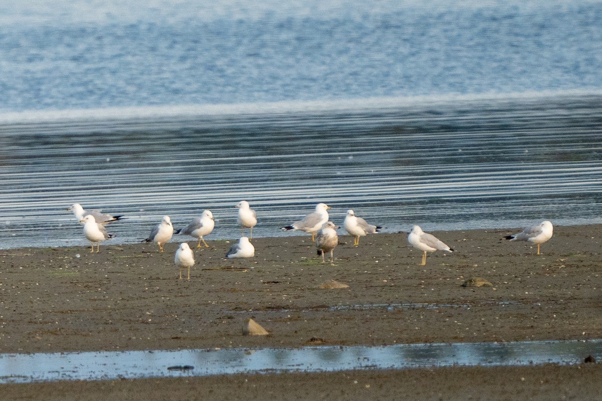 Ring-billed Gull - ML597810991