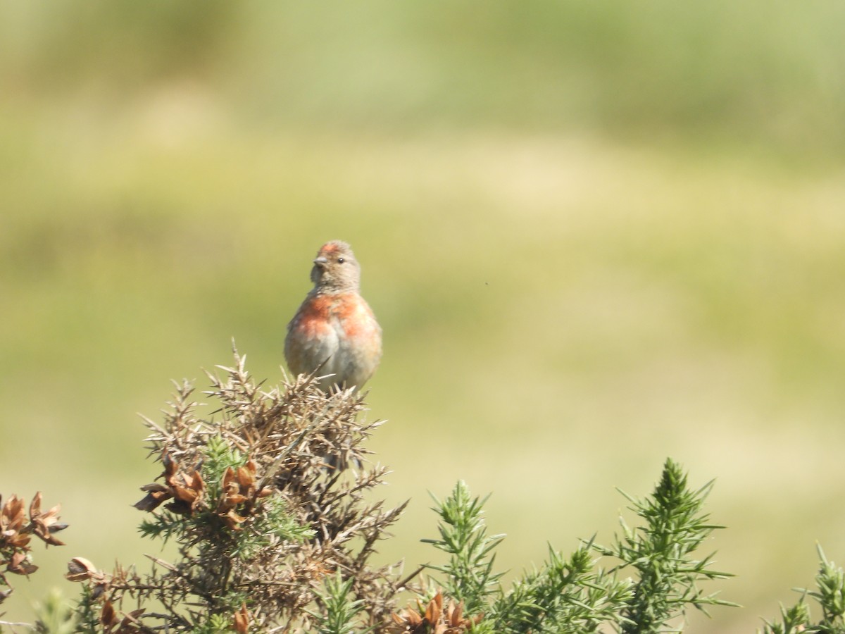 Eurasian Linnet - ML597811481