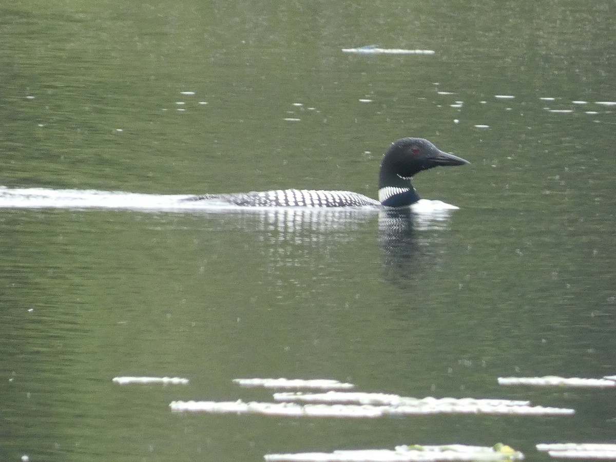 Common Loon - ML597811521