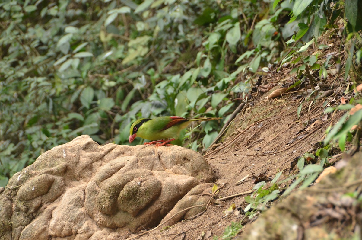 Indochinese Green-Magpie - ML597811571