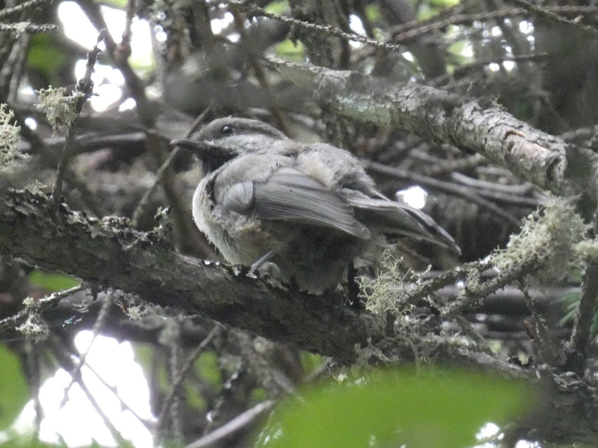 Mésange à tête brune - ML597811621