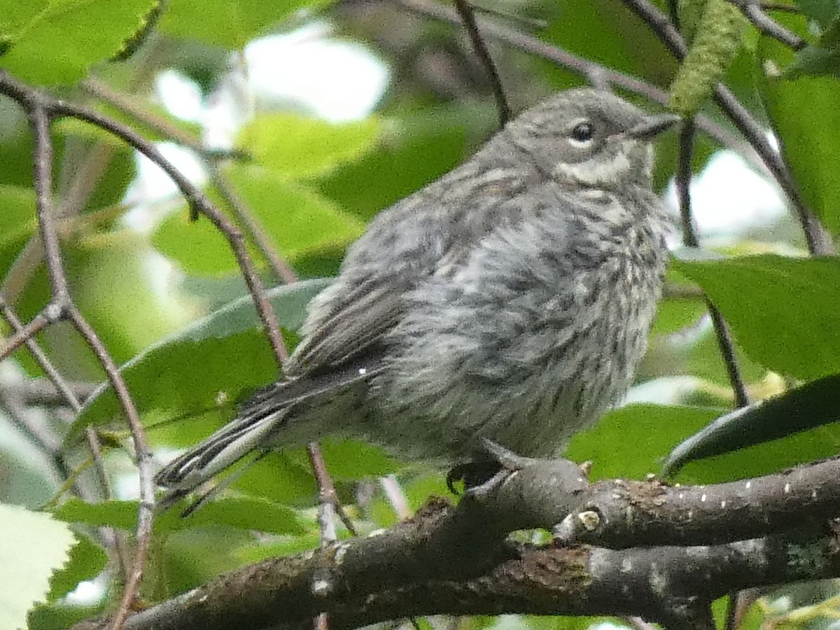 Yellow-rumped Warbler - ML597811661