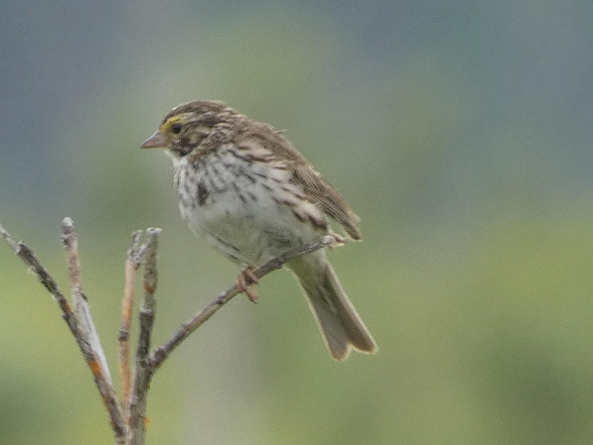 Savannah Sparrow - ML597811841