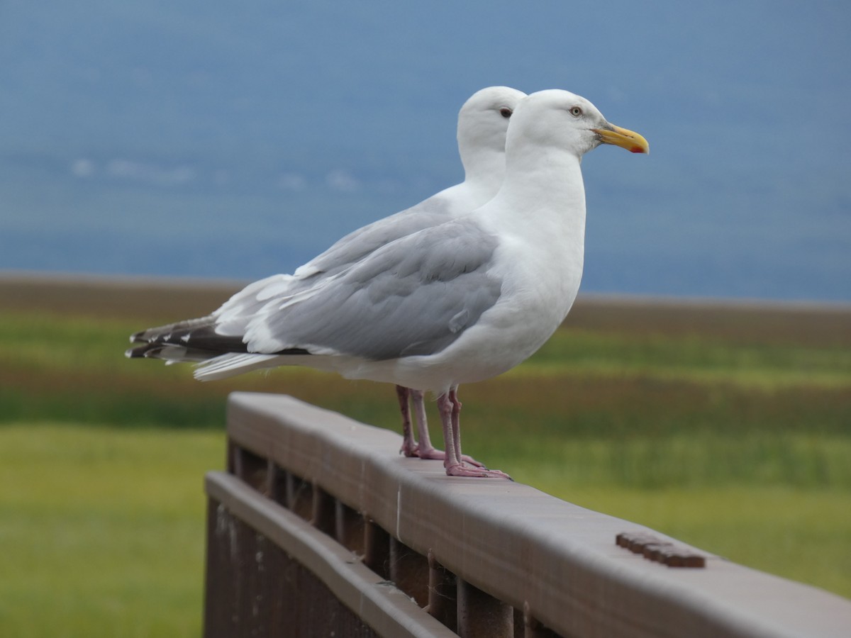 Herring x Glaucous-winged Gull (hybrid) - ML597811931