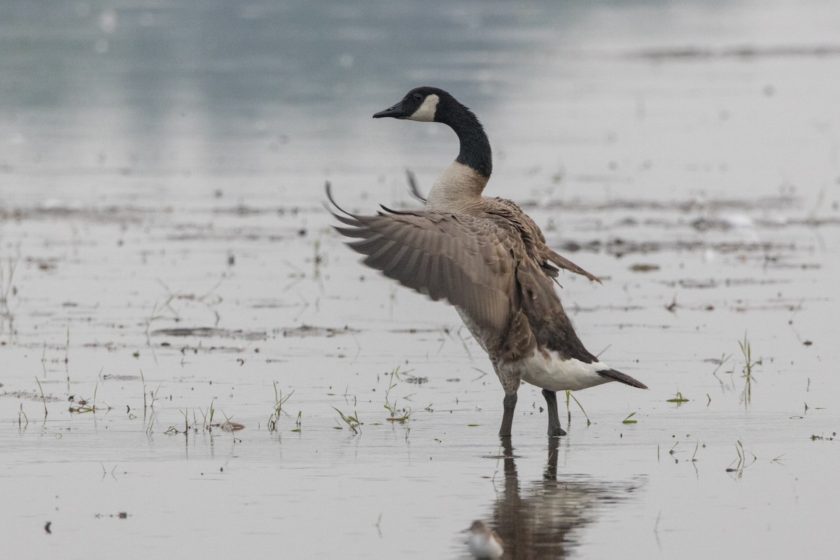 Canada Goose - Alex Tey