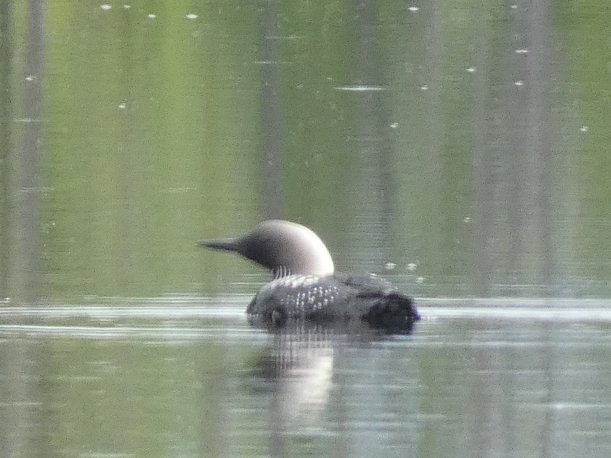 Pacific Loon - Jeff Harding