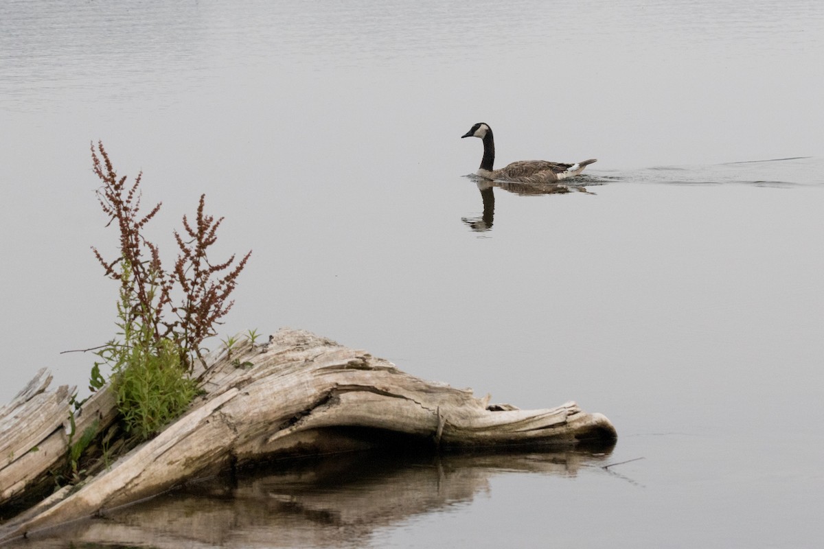 Canada Goose - ML597812281